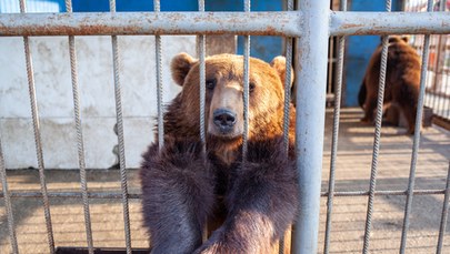 Niedźwiedzie uratowane z Ukrainy trafiły do poznańskiego Nowego Zoo