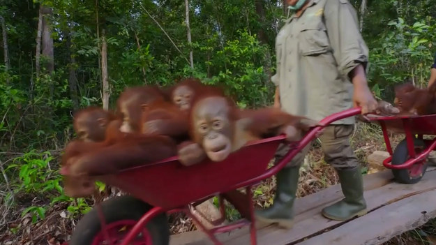 Borneo jest domem orangutanów. Te wspaniałe zwierzęta zmagają się z ograniczaniem siedlisk przez co co raz trudniej przetrwać im na rodzimej wyspie. Na szczęście, są ludzie, którzy o nich nie zapominają. Miejscowa fundacja, opiekująca się orangutanami, dba o ich rozwój i utrzymanie gatunku. Co więcej, maluchom zapewnia także odrobinę komfortu. Podróż "szkolnym autobusem"? Czemu nie! Tę rolę z powodzeniem może pełnić zwykła taczka. Dzięki niej, łatwiej przetransportować i utrzymać w porządku rozbrykaną zgraję, a przy okazji pozwolić jej zaznać dobroci, jaką niesie ze sobą posiadanie własnego szofera.