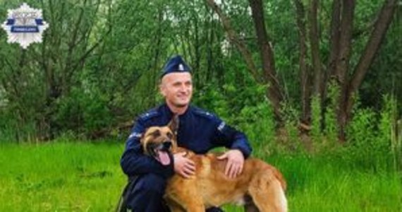 ​Zaginioną w okolicach Prażmowa nastolatkę po kilkunastu minutach odnalazł policyjny pies Laner. Dziewczynce nic się nie stało, a czworonożny bohater został nagrodzony smakołykami.