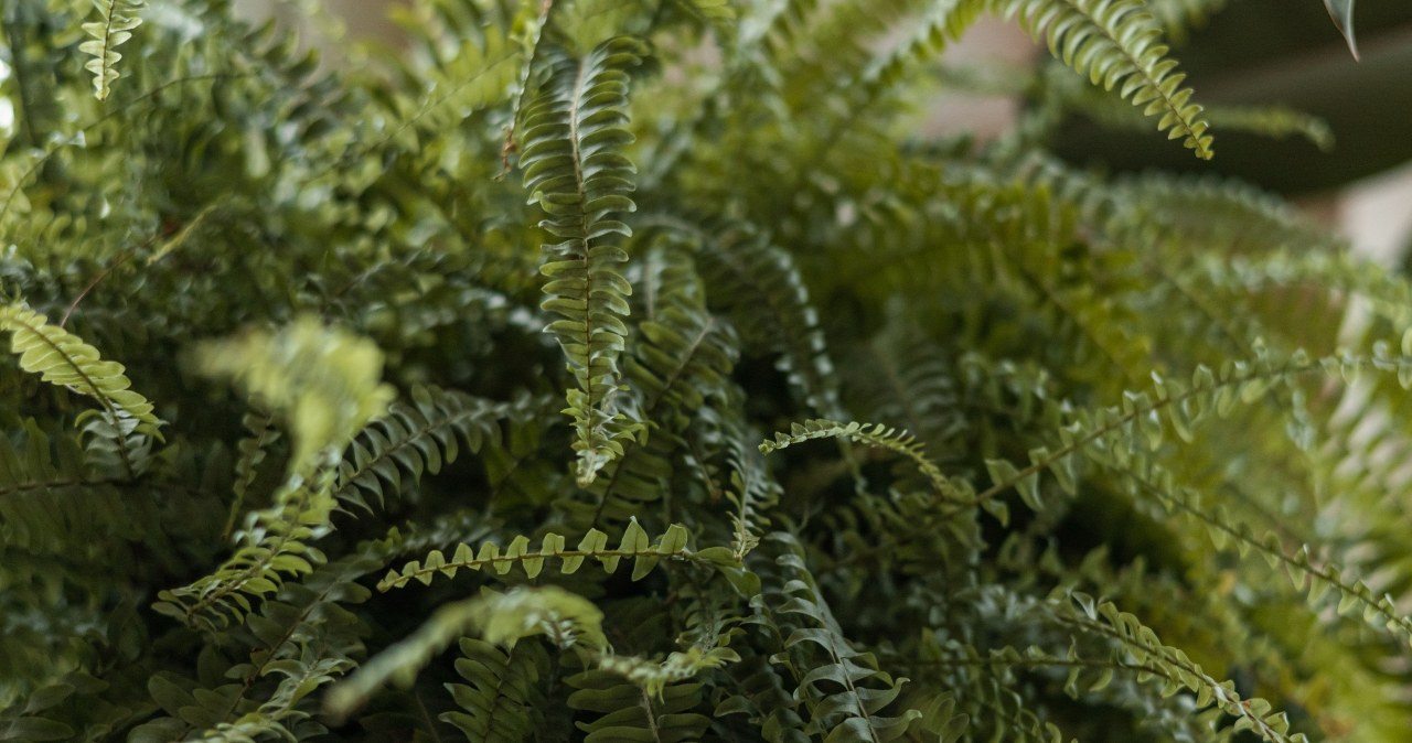 Podlewaj tym paprocie 1 raz w tygodniu. Będą gęste, zdrowe i zielone