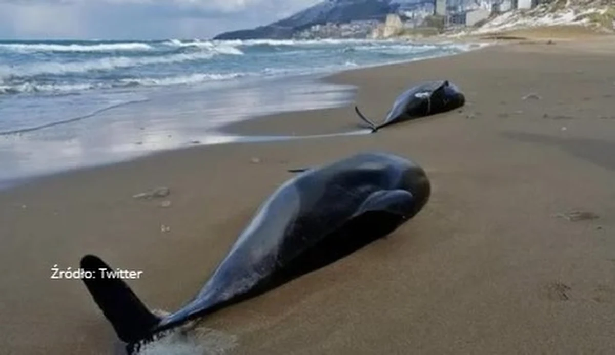 Z powodu prowadzonych na Morzu Czarnym działań zbrojnych związanych z rosyjską inwazją na Ukrainę na akwenie tym padło kilkaset delfinów. Najczęstszym powodem śmierci tych zwierząt są wewnętrzne krwotoki, wywołane prawdopodobnie przez wybuchy bomb lub okrętowe sonary - wskazują rumuńscy weterynarze.