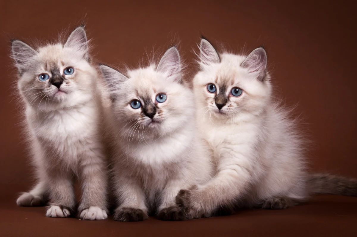 Najnowsze japońskie badania wykazały, że koty, które mieszkają z innymi kocimi towarzyszami, potrafią rozpoznawać i uczyć się nawzajem swoich imion. Odkrycia dokonali naukowcy z Uniwersytetu w Kioto po zbadaniu 48 kotów, które mieszkały razem z co najmniej dwoma innymi zwierzętami w tym samym domu - informuje portal independent.co.uk.