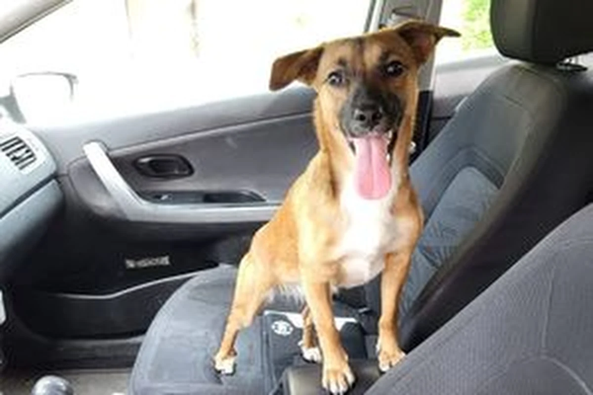 Sosnowiecki dzielnicowy sierż. Fabian Walotek z mieszkania, w którym wybuch pożar wyniósł przerażonego psa. Ogień ugasili strażacy, nikomu nic się nie stało.
