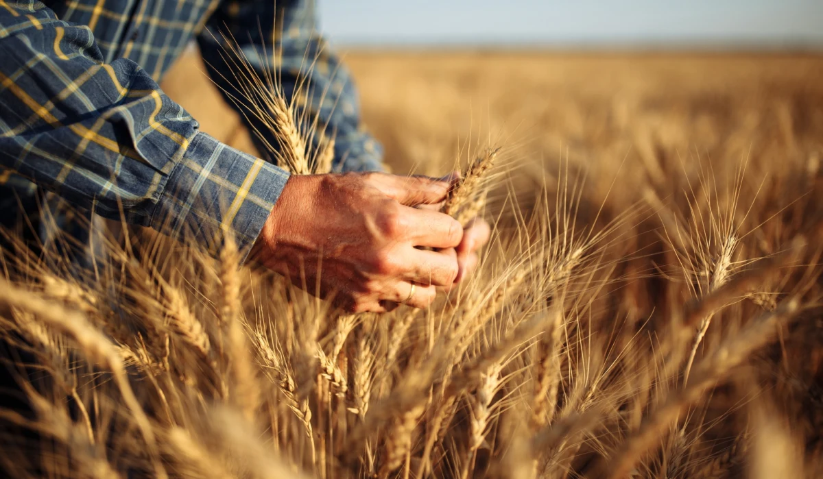 ​Polska pomoże w eksporcie ukraińskiego zboża, by przeciwdziałać globalnemu kryzysowi żywnościowemu. W wyniku wojny Ukraina ma problemy ze zbiorami m.in. pszenicy, ma także zablokowane lub zniszczone porty na Morzu Czarnym. Władze szukają więc alternatywnych szlaków transportowych.
