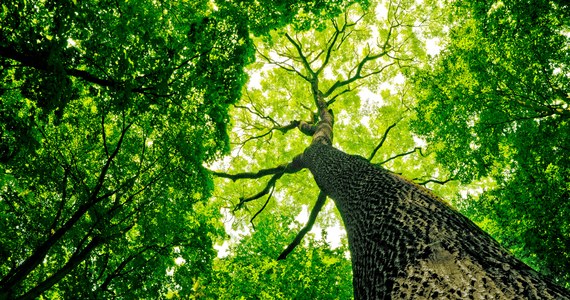 ​Szczecin chce policzyć i zinwentaryzować drzewa. Miasto ogłosiło właśnie przetarg na wykonanie wstępnej inspekcji drzew rosnących na wybranych terenach. Ma to w przyszłości ułatwić pielęgnację drzewostanu.

 