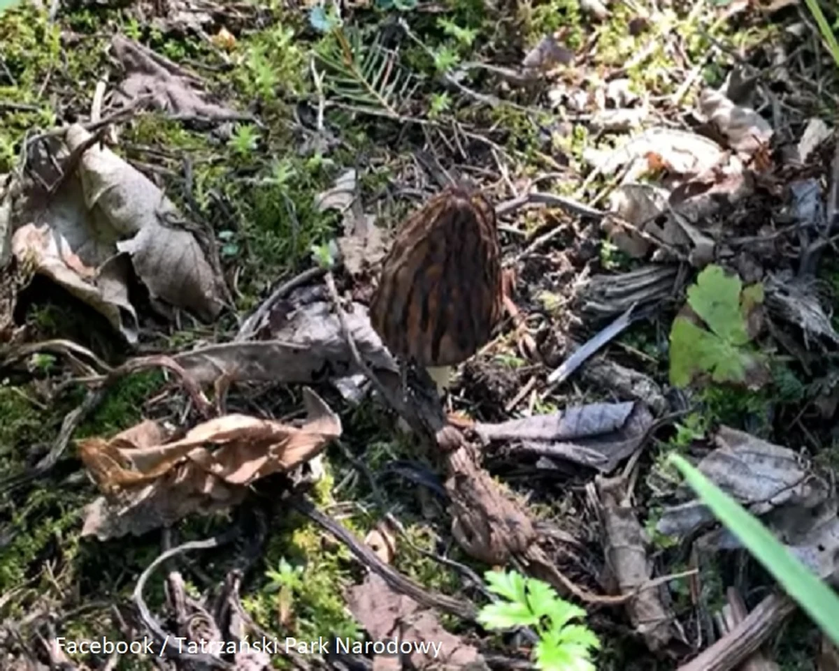 "W Tatrzańskim Parku Narodowym nie zbieramy grzybów czy innych owoców runa. Zostawmy je dla żyjących tu zwierząt" - przypomina TPN podczas kolejnej Tatrzańskiej Gawędy. Tym razem poświęconej grzybom.