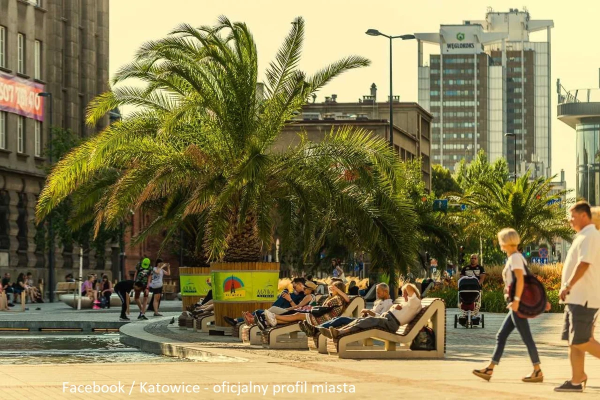 Cztery 5-metrowe feniksy kanaryjskie wrócą na katowicki rynek. Od 2016 są tłem do zdjęć i zapewniają cień przy leżakach w rejonie sztucznej Rawy. Palmy będzie można zobaczyć na katowickim rynku od środy, 18 maja.