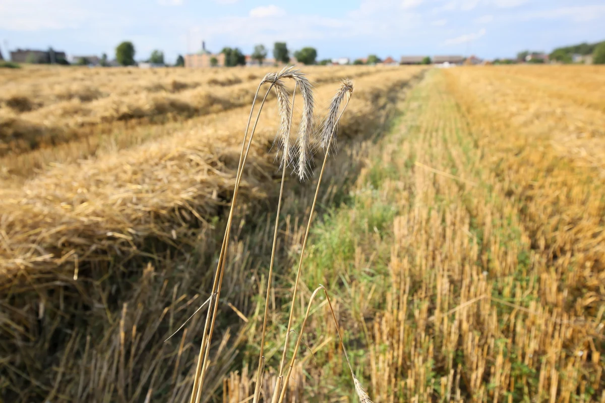 Administracja USA omawia z rządami sojuszniczymi możliwe sposoby eksportu zboża z Ukrainy, aby zapobiec kryzysowi żywnościowemu - twierdzi CNN. Stacja powołuje się na anonimowe źródła w amerykańskiej i europejskiej dyplomacji.