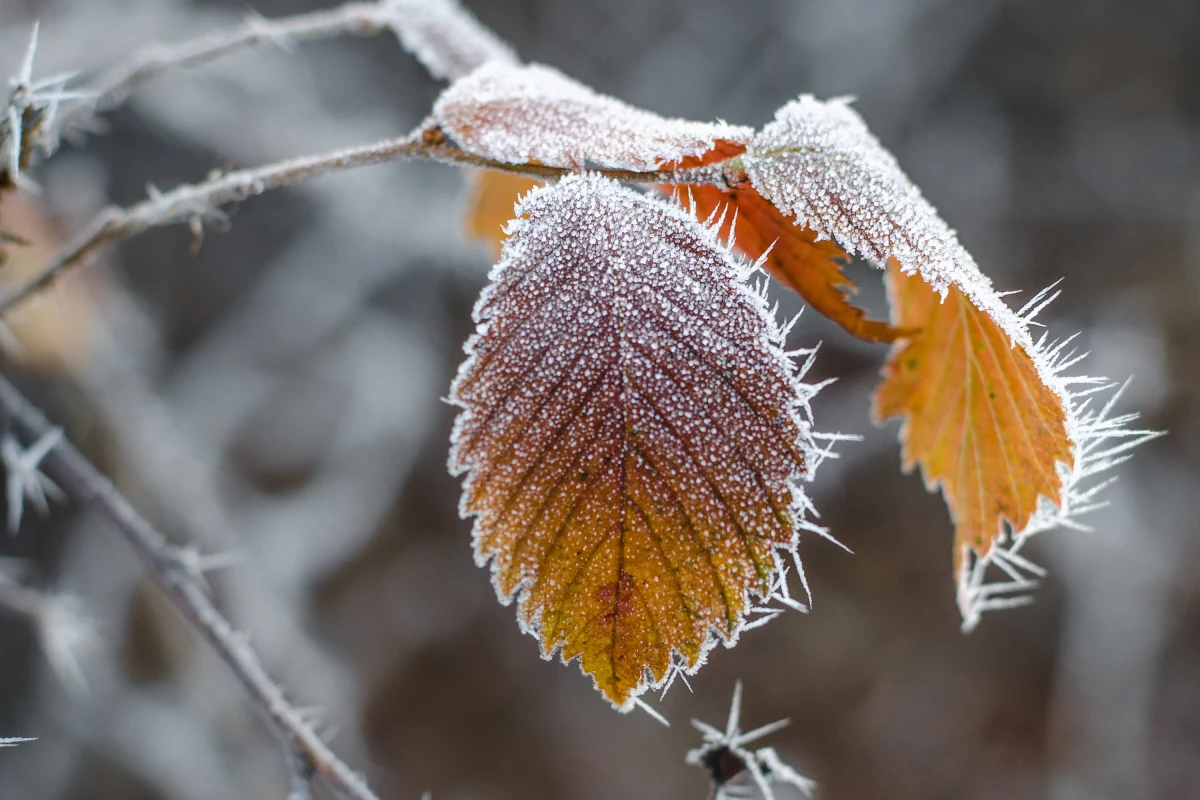Zimni ogrodnicy już za nami, tymczasem nocne przymrozki nie chcą nas opuścić. Minus dwa stopnie pokazała dzisiaj nad ranem stacja meteo w Gołdapi na Mazurach. 