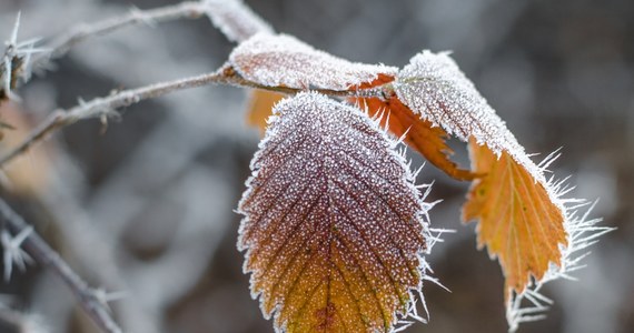 Zimni ogrodnicy już za nami, tymczasem nocne przymrozki nie chcą nas opuścić. Minus dwa stopnie pokazała dzisiaj nad ranem stacja meteo w Gołdapi na Mazurach. 