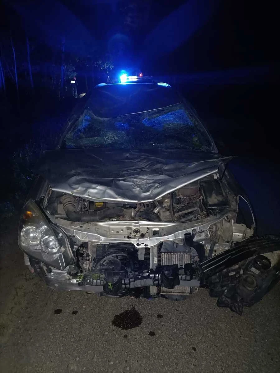 W miejscowości Zawóz na Podkarpaciu żubr wybiegł z lasu na drogę wprost pod koła samochodu, którym wracał do domu 29-letni mieszkaniec tej miejscowości. Po zderzeniu auto  wjechało do rowu. Lekko ranna została pasażerka. Zwierzę nie przeżyło - podała podkarpacka policja.

