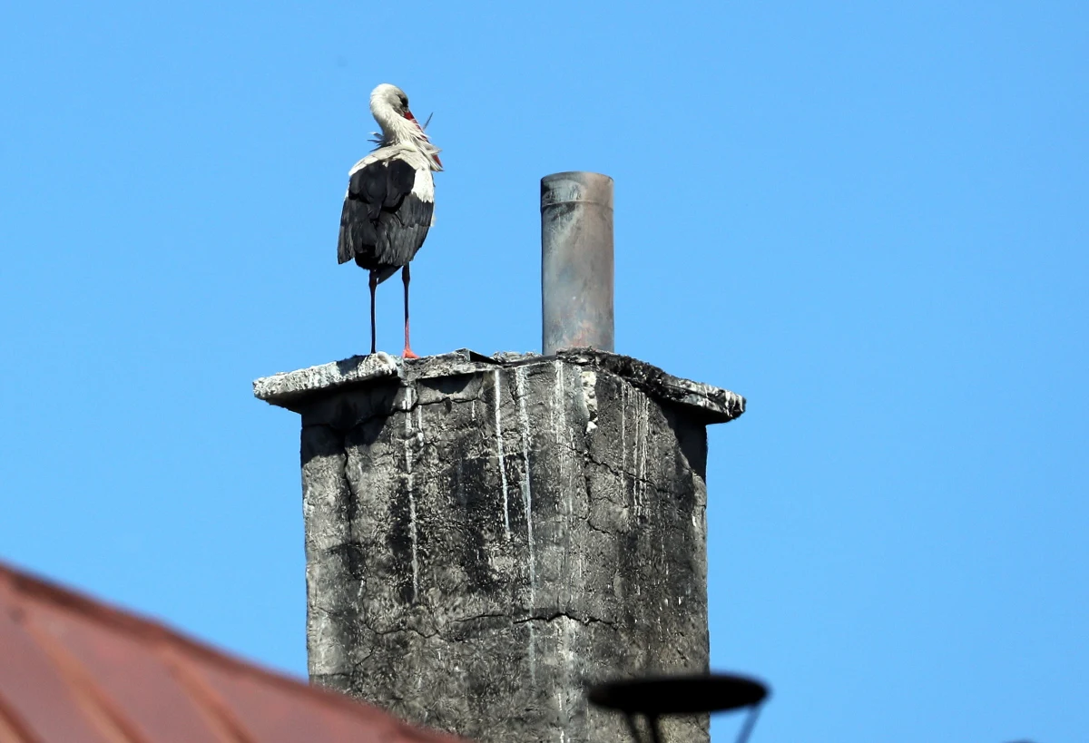 Pożar w kominie na budynku piekarni w Poroninie koło Zakopanego. Spaliło się bocianie gniazdo.  Bociany ocalały i po pożarze powróciły na pusty komin, jednak złożone tam dwa jaja zostały zniszczone. 