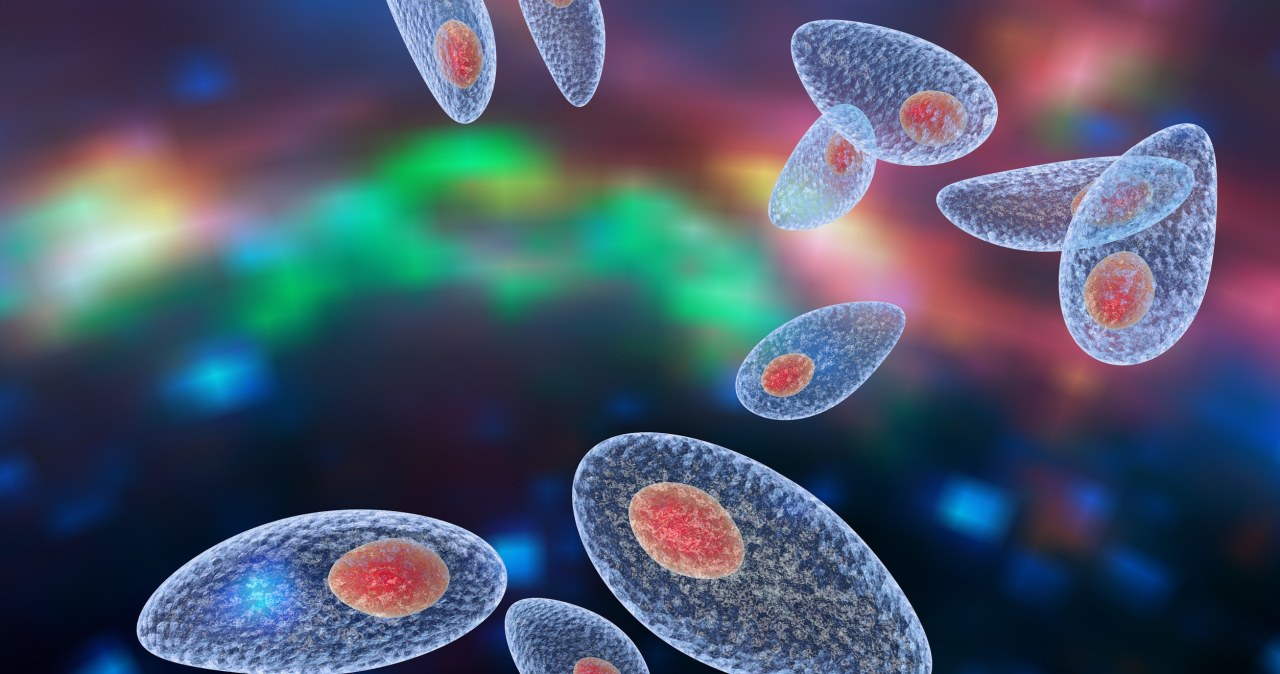 Pasożyt mózgu infekujący miliony. Wcale nie jest taki "uśpiony"