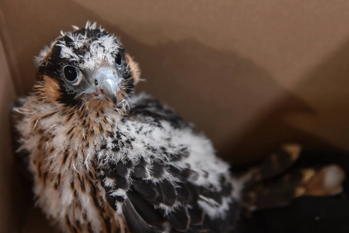 ​Cztery sokole pisklęta, które wraz z rodzicami zamieszkują jedną z galerii nawęglania w Elektrowni Bełchatów, zostały w środę zaobrączkowane. To już czwarty lęg sokołów wędrownych w tej elektrowni. Latające drapieżniki chętnie gniazdują także na terenie innych obiektów PGE.