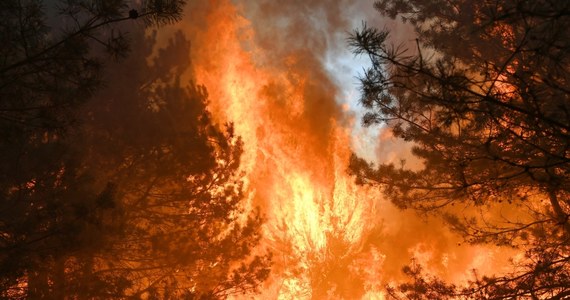 Dziesięć pożarów lasów wybuchło w Polsce tylko dziś do południa. Sytuacja jest dramatycznie zła. Zagrożenie pożarowe w lasach jest ekstremalne - mówi RMF FM rzecznik prasowy PSP bryg. Karol Kierzkowski. Tylko w maju strażacy gasili już ponad 1,2 tys. pożarów lasów. 