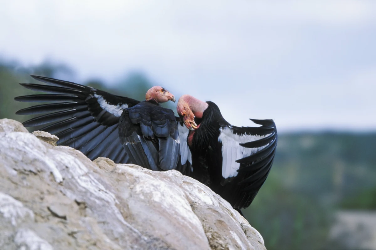 31-letni Ivan Gomez, który dwa lata temu wywołał pożar w którym zginęło 12 zagrożonych kondorów kalifornijskich, został skazany na 24 lata więzienia.