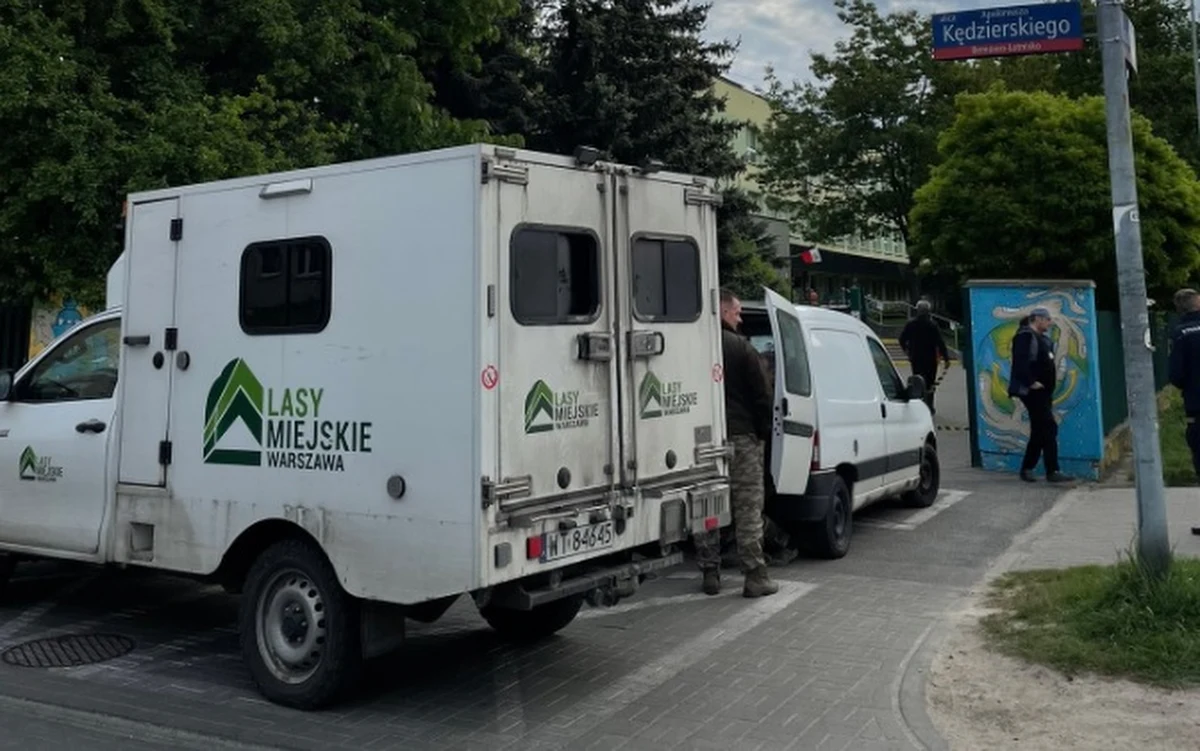 Łoś pojawił się o poranku na warszawskim Bemowie, na terenie szkoły podstawowej nr 321 przy ulicy Szadkowskiego. Niestety, zwierzę zostało ciężko ranne i trzeba było je uśpić. 
