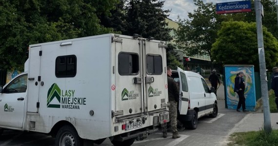 Łoś pojawił się o poranku na warszawskim Bemowie, na terenie szkoły podstawowej nr 321 przy ulicy Szadkowskiego. Niestety, zwierzę zostało ciężko ranne i trzeba było je uśpić. 