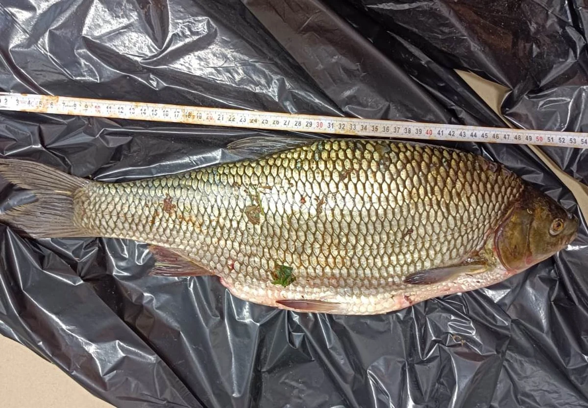 Łowił ryby zabronioną metodą na tzw. szarpak, grożą mu nawet 2 lata pozbawienia wolności. 56-letni mieszkaniec powiatu nowosądeckiego został zatrzymany przez policjantów z komisariatu w Łososinie Dolnej (powiat nowosądecki, województwo małopolskie) przy współpracy ze Społeczną Strażą Rybacką.