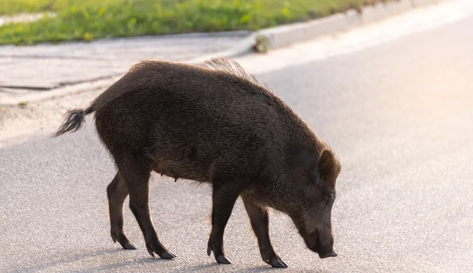 Inwazja dzików w Gdańsku. Mieszkańcy boją się wychodzić z psami