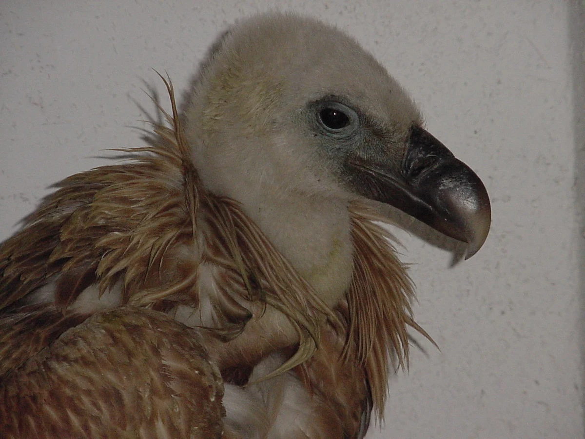 Bardzo rzadki, ale też ciekawy gość zawitał w rejon Babiej Góry. Pracownicy Babiogórskiego Parku Narodowego zauważyli tam sępa płowego. To największy ptak, jakiego można obserwować na polskim niebie, ale raczej na krótko. Sępy jedynie od czasu do czasu przelatują nad Polską, a ostatni raz zagnieździły się na terenie naszego kraju ponad sto lat temu.