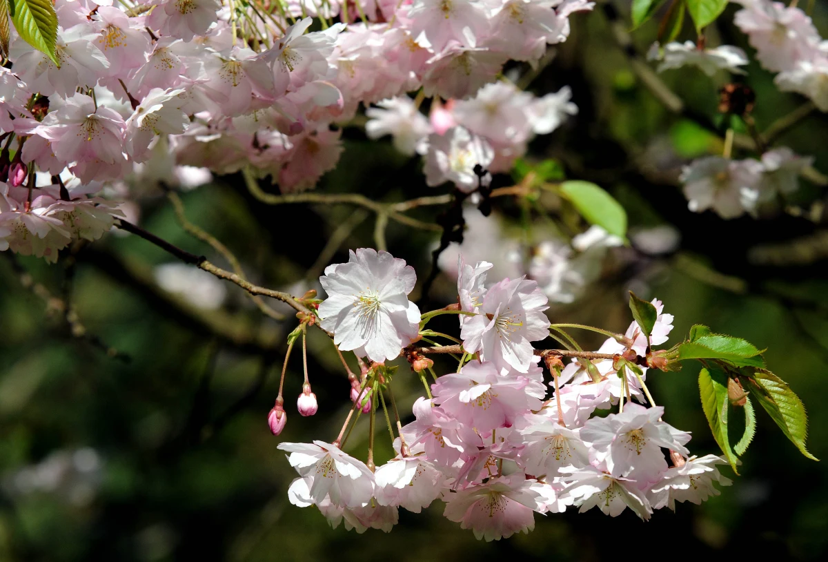 Kilkadziesiąt drzew - m.in. lipy, klony i magnolie - oraz kilka tysięcy bylin, traw i pnączy – tak po przebudowie ma wyglądać ul. Warszawska w ścisłym centrum Katowic. Dziś miasto podpisało umowę z wykonawcą inwestycji, której wartość to prawie 19 mln zł. 