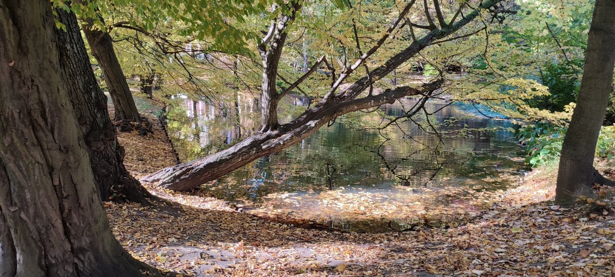 "Park Oliwski zamiera. Podobnie jak inne przestrzenie zabytkowej zieleni. To jest problem ogólnopolski, ale w sposób szczególnie drastyczny występujący w Gdańsku" - mówi RMF FM prof. Witold Paweł Burkiewicz, scenograf przestrzeni, architekt krajobrazu, twórca i nauczyciel akademicki, profesor Królewskiej Akademii Sztuk Pięknych w Barcelonie.