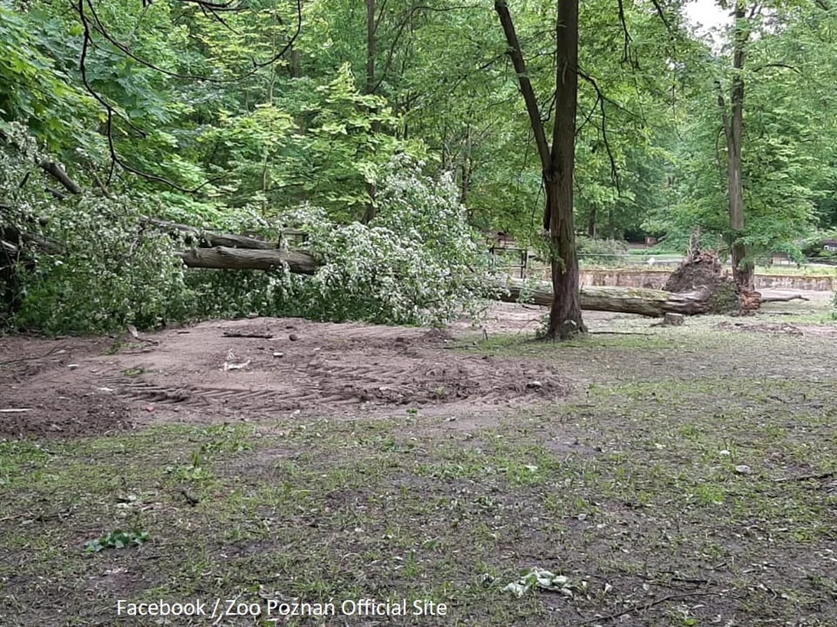 Z powodu silnej wichury i w trosce o zachowanie bezpieczeństwa zwiedzających dyrekcja poznańskiego ogrodu zoologicznego - jak podano - zdecydowała, że w sobotę zamknięte będzie Nowe Zoo.