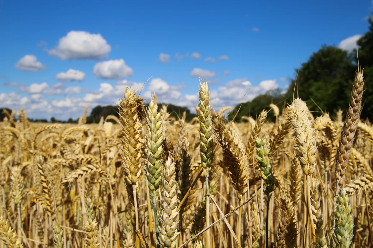 Dostawy produktów rolnych z Ukrainy, spichlerza świata, są sparaliżowane. Wszystko przez Rosjan, którzy blokują ukraińskie porty na Morzu Czarnym. Dotyka to szczególnie najbiedniejszych krajów na świecie. Pomóc mogą Polacy. 