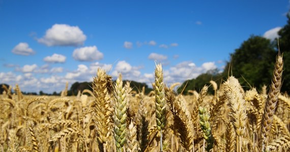 Dostawy produktów rolnych z Ukrainy, spichlerza świata, są sparaliżowane. Wszystko przez Rosjan, którzy blokują ukraińskie porty na Morzu Czarnym. Dotyka to szczególnie najbiedniejszych krajów na świecie. Pomóc mogą Polacy. 