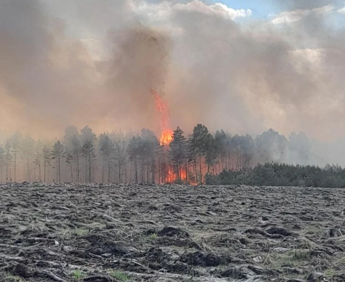 Około 50 hektarów lasu i traw spłonęło w rejonie Miasteczka Śląskiego, w powiecie tarnogórskim (woj. śląskie). Sytuacja została już opanowana, trwa dogaszanie. Zakończenie działań nastąpi prawdopodobnie najwcześniej w poniedziałek. Akcję gaśniczą utrudniał strażakom silny wiatr.