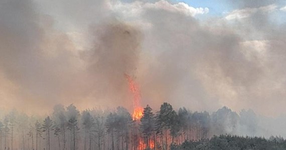 Około 50 hektarów lasu i traw spłonęło w rejonie Miasteczka Śląskiego, w powiecie tarnogórskim (woj. śląskie). Sytuacja została już opanowana, trwa dogaszanie. Zakończenie działań nastąpi prawdopodobnie najwcześniej w poniedziałek. Akcję gaśniczą utrudniał strażakom silny wiatr.