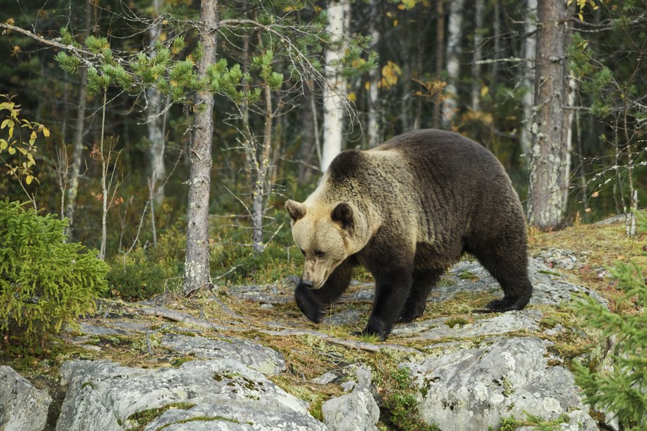 Tatry: 10-letni niedźwiedź wpadł pod koła kolejki wąskotorowej