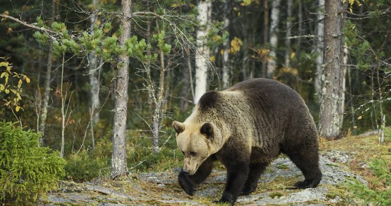 W słowackich Tatrach pod kołami kolejki wąskotorowej zginął 10-letni niedźwiedź. O wypadku poinformował słowacki Tatrzański Narodowy Park (TANAP).
