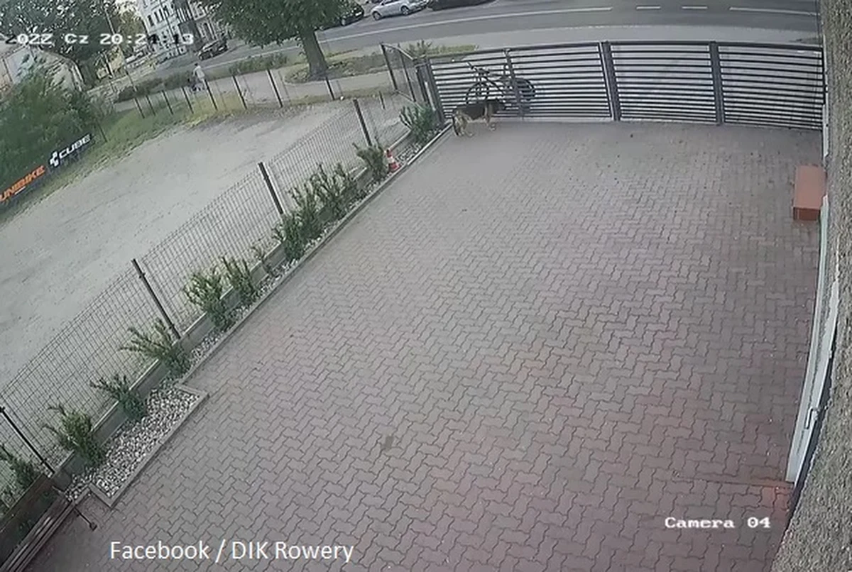 Policja zatrzymała 36-letniego mężczyznę, który próbował otruć psa będącego na terenie jednego ze sklepów rowerowych w Legnicy na Dolnym Śląsku. Zwierzę przeżyło i trafiło pod opiekę weterynarza. Zatrzymanemu może grozić do 5 lat więzienia.