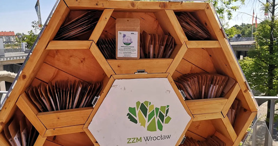 Wrocławski Zarząd Zieleni Miejskiej rozdaje mieszkańcom nasiona roślin miododajnych. Można je zasiać na przykład w doniczce na balkonie. To część akcji "Wrocław dla pszczół".
