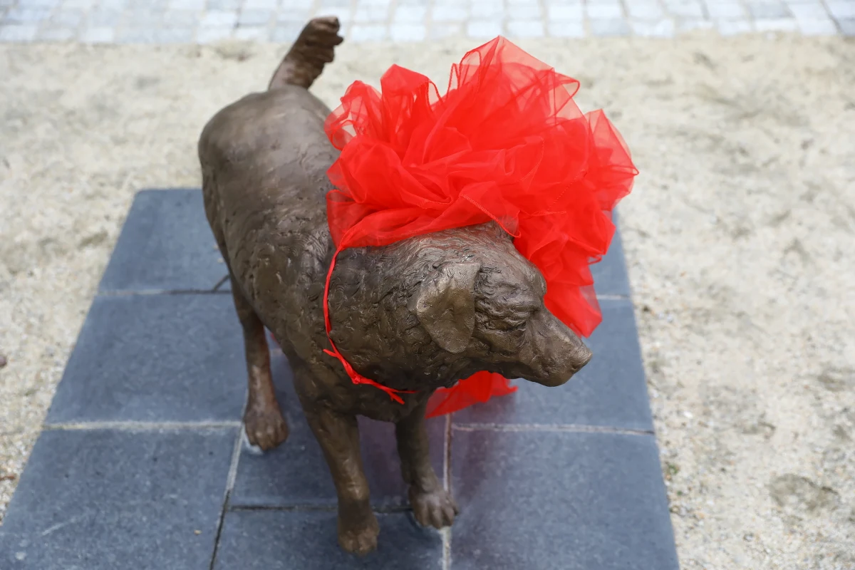 W niedzielę, 22 maja, w parku kieszonkowym na skrzyżowaniu ulic Legionów i Wileńskiej w Wołominie odsłonięto rzeźba sympatycznego czworonoga - Miśka. Pies wpisał się w historię miasta i mieszkańcy postanowili uhonorować go właśnie w taki sposób.