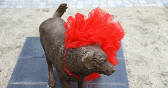 W niedzielę, 22 maja, w parku kieszonkowym na skrzyżowaniu ulic Legionów i Wileńskiej w Wołominie odsłonięto rzeźba sympatycznego czworonoga - Miśka. Pies wpisał się w historię miasta i mieszkańcy postanowili uhonorować go właśnie w taki sposób.