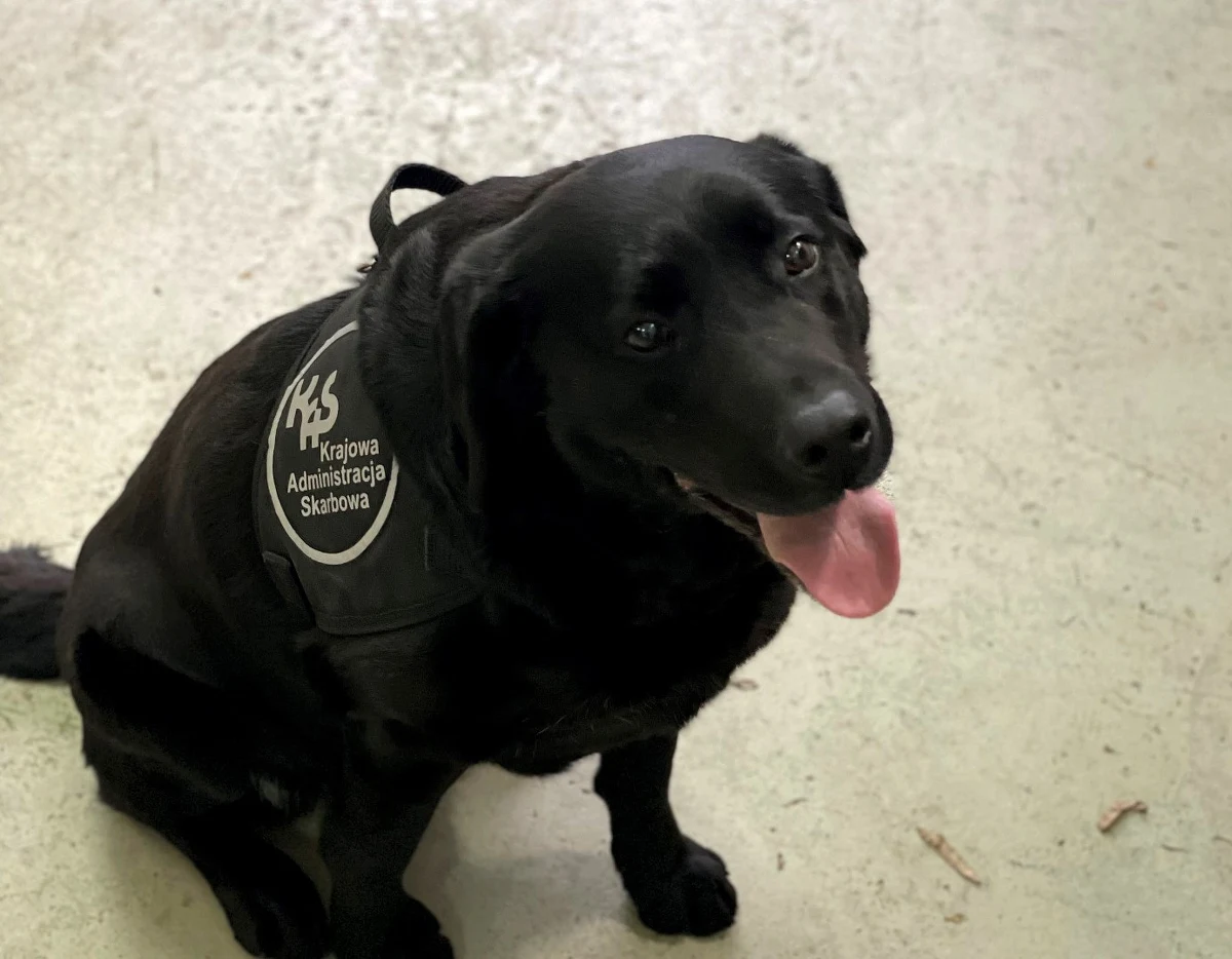 Zarzut prowadzenia pojazdu pod wpływem narkotyków usłyszał kierowca busa zatrzymany w jednej z niemieckich miejscowości przez dolnośląską KAS. Zapach narkotyków w pojeździe wyczuł towarzyszący funkcjonariuszom pies służbowy.