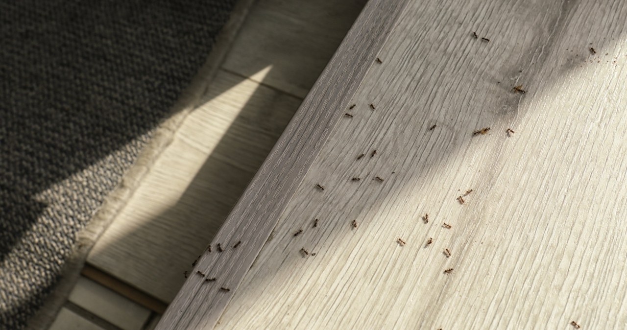 Mrówki schodzą się do domu? Zamiast drogich specyfików weź jedną rzecz z pokoju dziecka
