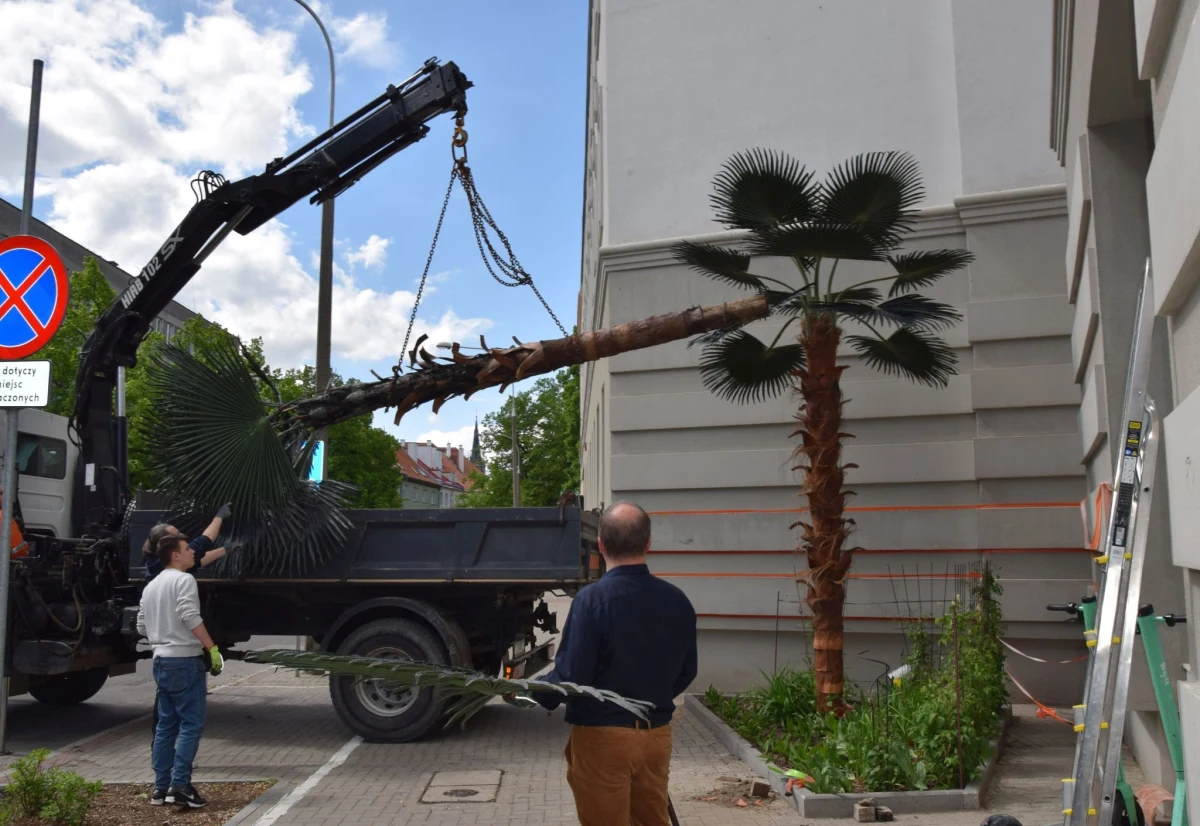 W Zaułku Botanicznym Mikołaja Kopernika w Olsztynie zamontowano w poniedziałek nową palmę, która zastąpiła poprzedniczkę spaloną w zimie przez wandali - podało olsztyńskie starostwo powiatowe. Zgodnie z decyzją sądu koszt pokryją sprawcy dewastacji.
