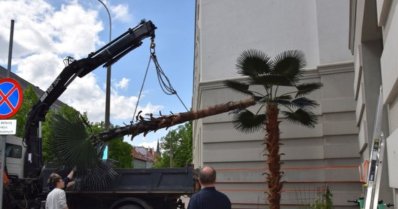 W Zaułku Botanicznym Mikołaja Kopernika w Olsztynie zamontowano w poniedziałek nową palmę, która zastąpiła poprzedniczkę spaloną w zimie przez wandali - podało olsztyńskie starostwo powiatowe. Zgodnie z decyzją sądu koszt pokryją sprawcy dewastacji.
