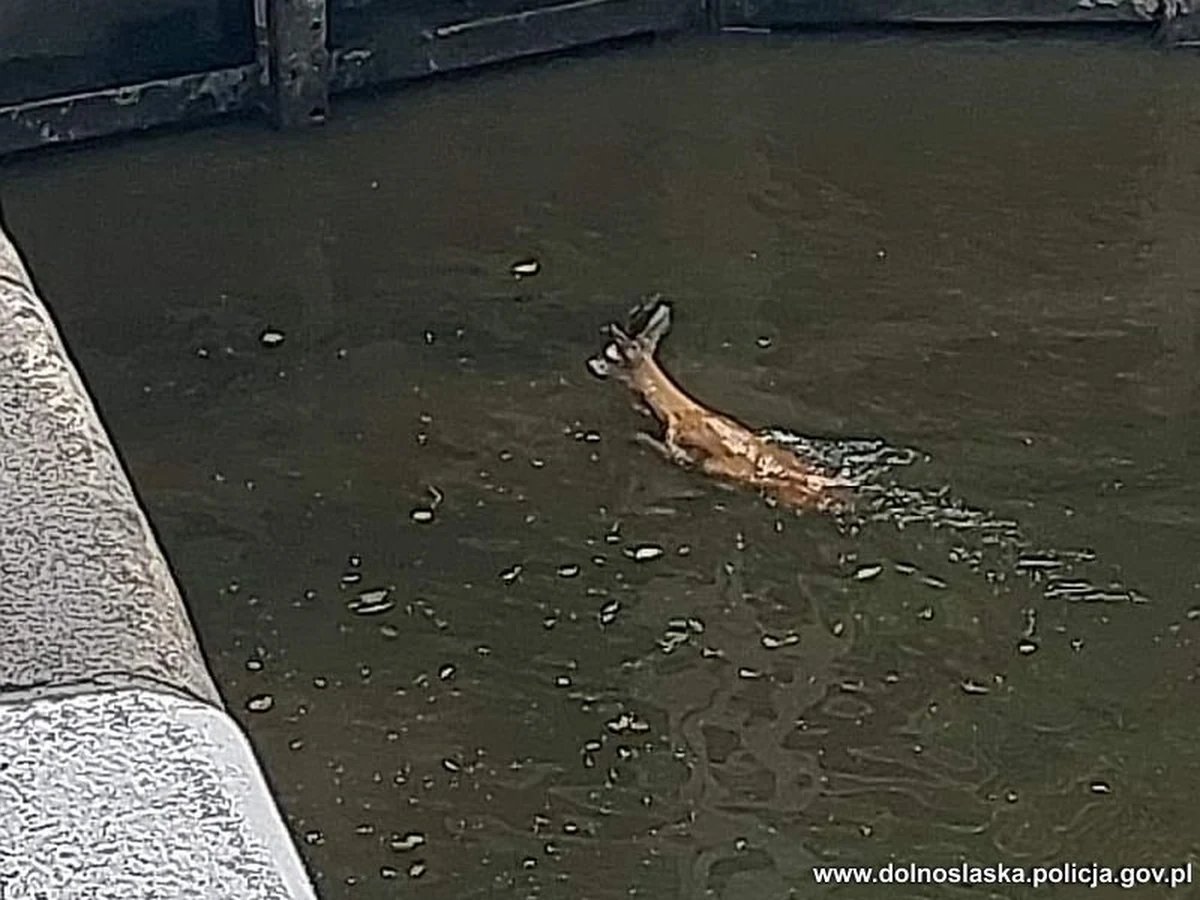 W sobotę na wrocławskim szlaku wodnym panowały niekorzystne warunki pogodowe. Porywisty wiatr zepchnął koziołka sarny wprost do urządzenia hydrologicznego. Został zauważony, gdy był już skrajnie wyczerpany, więc trzeba było działać szybko. Zareagowali policjanci. 