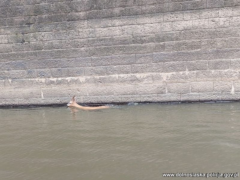 /Policja Dolnośląska /Materiały prasowe
