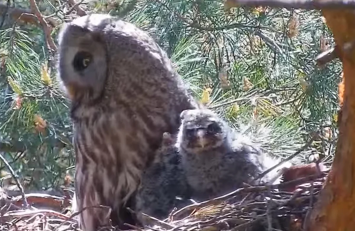 Fundacja Dla Przyrody zaproponowała nietypową internetową transmisję. Przez całą dobę można obserwować życie rodziny puszczyka mszarnego w ich naturalnym siedlisku. Obserwowany lęg zlokalizowany jest w lubelskiej części Polesia.