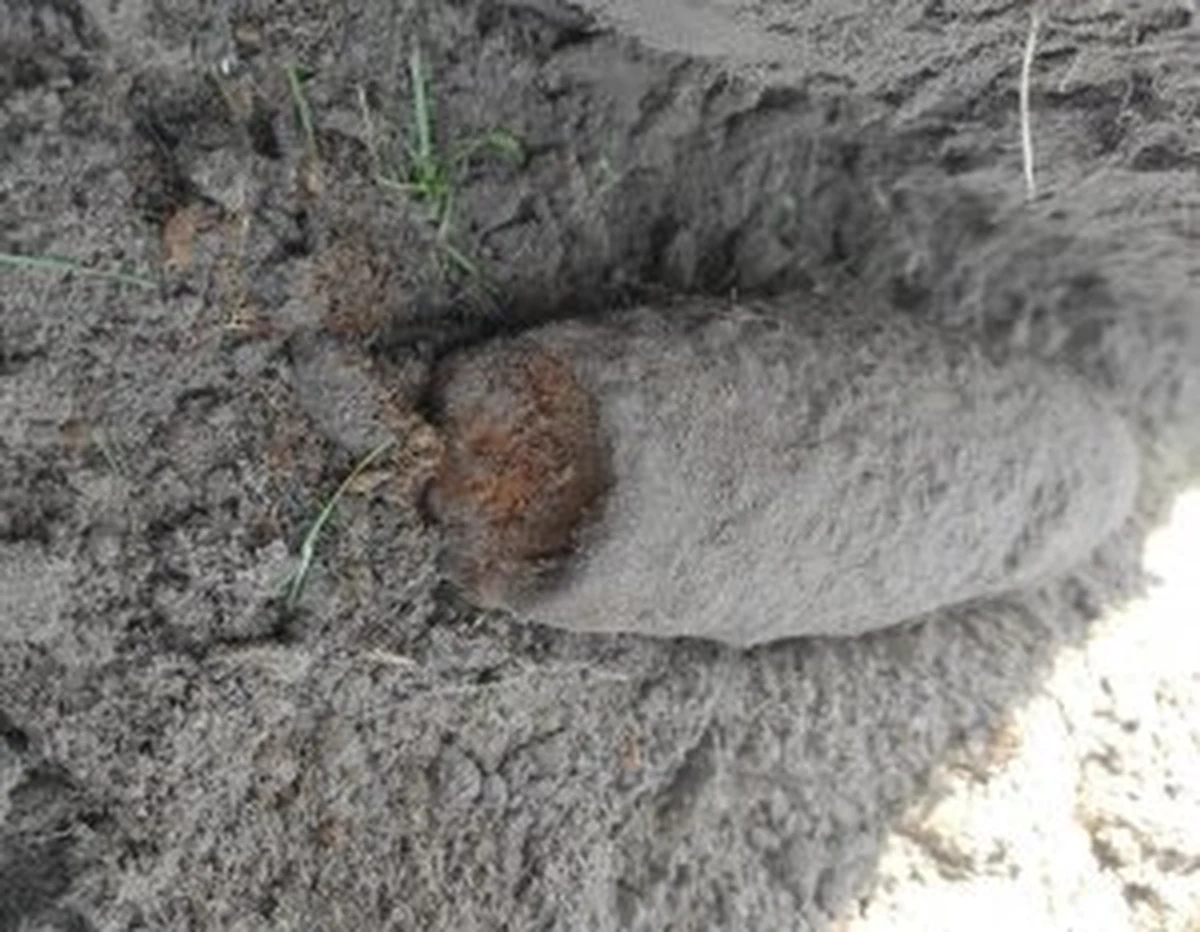 Dwa pociski moździerzowe z II wojny światowej znalezione w okolicy targowiska w Osinowie Dolnym zostały w środę pomyślnie usunięte - poinformował Urząd Miejski w Cedyni.

