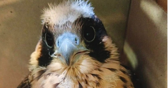 Młody sokół Varso, który kilka dni temu wypadł z gniazda na Pałacu Kultury i Nauki został znaleziony przez jednego z pracowników PKiN. Trafił do Ptasiego Azylu, skąd po przebadaniu wrócił do rodzinnego gniazda.


