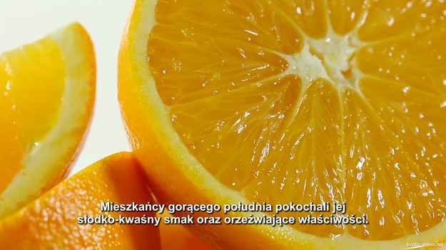 Ojczyzną pomarańczy wcale nie jest Brazylia, choć ta od wielu lat jest niekwestionowanym liderem w jej produkcji, a są nią Chiny. W kraju środka, na cesarskim dworze ceniono i wykorzystywano nie tylko pomarańczowe owoce, ale i liście, i kwiaty pomarańczy.W krajach basenu Morza Śródziemnego pomarańcza zadomowiła się szybko. Mieszkańcy gorącego południa pokochali jej słodko-kwaśny smak oraz orzeźwiające właściwości. I chwała im za to!
Chłodna natura pomarańczy nie tylko gasi pragnienie, ale i tonizuje oraz nawilża nasze wnętrze wysuszone i przegrzane z powodów: stanów chorobowych, wzmożonej fizycznej aktywności czy upalnego lata.
