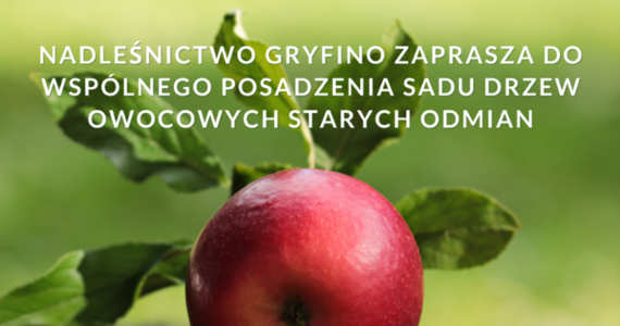 Drzewa owocowe starych odmian znajdą się w sadzie, jaki w sobotę zostanie posadzony na obrzeżach Szczecina. Nowa "owocowa oaza" powstanie na gruntach Nadleśnictwa Gryfino, które zaprasza do pomocy w założeniu sadu.