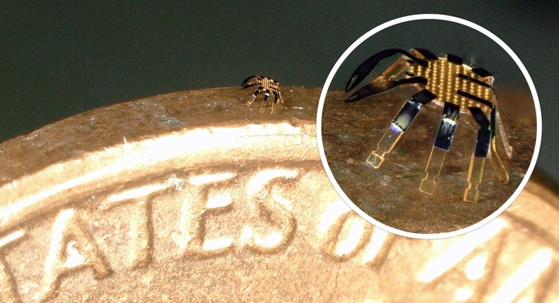 Naukowcy Northwestern University zademonstrowali właśnie najmniejszego zdalnie sterowanego robota kroczącego na świecie, który jest tak mały, że może swobodnie spacerować po rancie monety. 